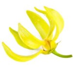 Para hacer perfume de aceite esencial Ylang Ylang