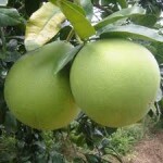 Como usar aceite esencial Pomelo y todos sus beneficios