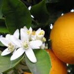 Aceite esencial Neroli