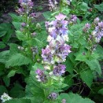 Aceite esencial Salvia sclarea