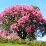 Aceite esencial Palo de rosas