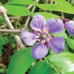 Aceite esencial Guayaco Palo Santo