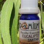 Aceite esencial de Eucaliptus Smithii