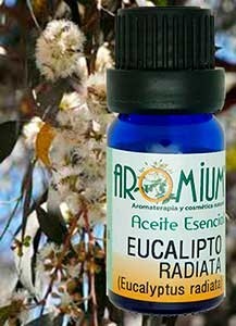Aceite esencial Eucalipto radiata
