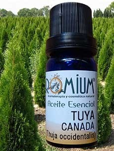 Aceite esencial Tuya del Canadá